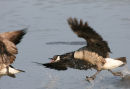 06-4090a Canada Goose (Branta canadensis) Attacking Another Goose on its Territory. 